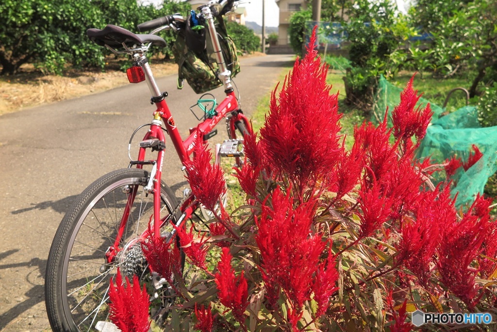 赤い自転車で赤い物探しポタリング