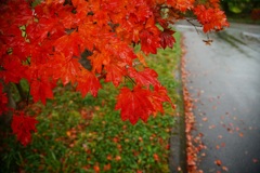 雨の紅葉  2