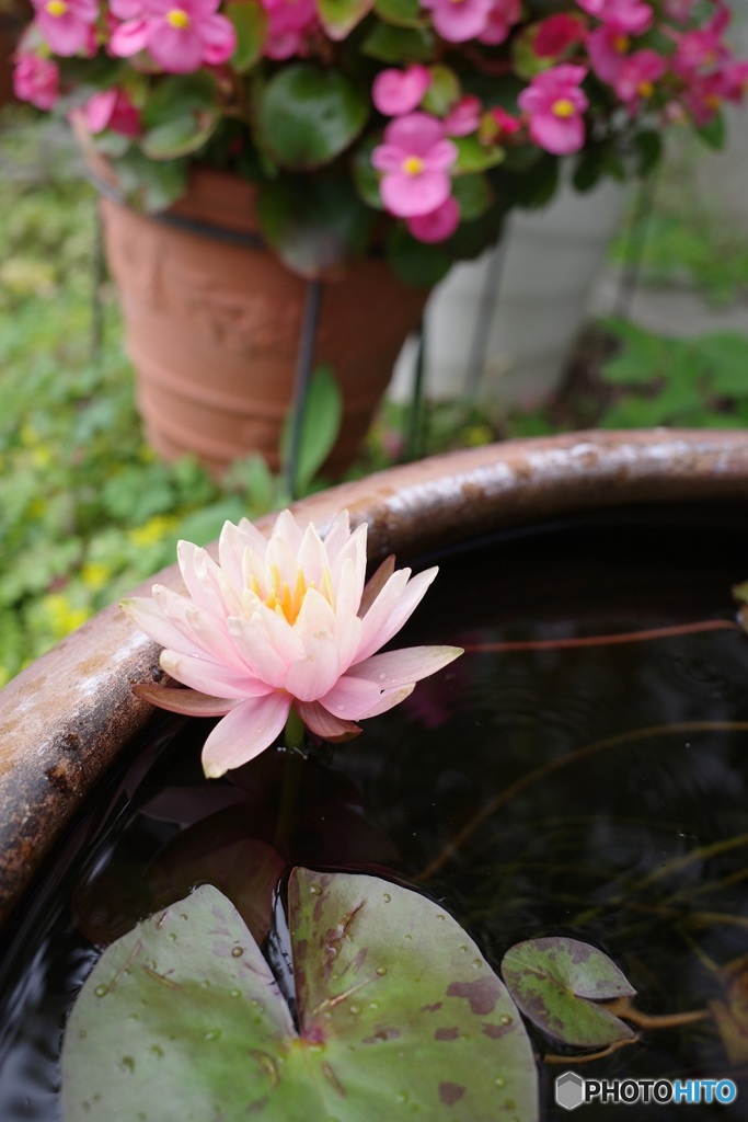 睡蓮
