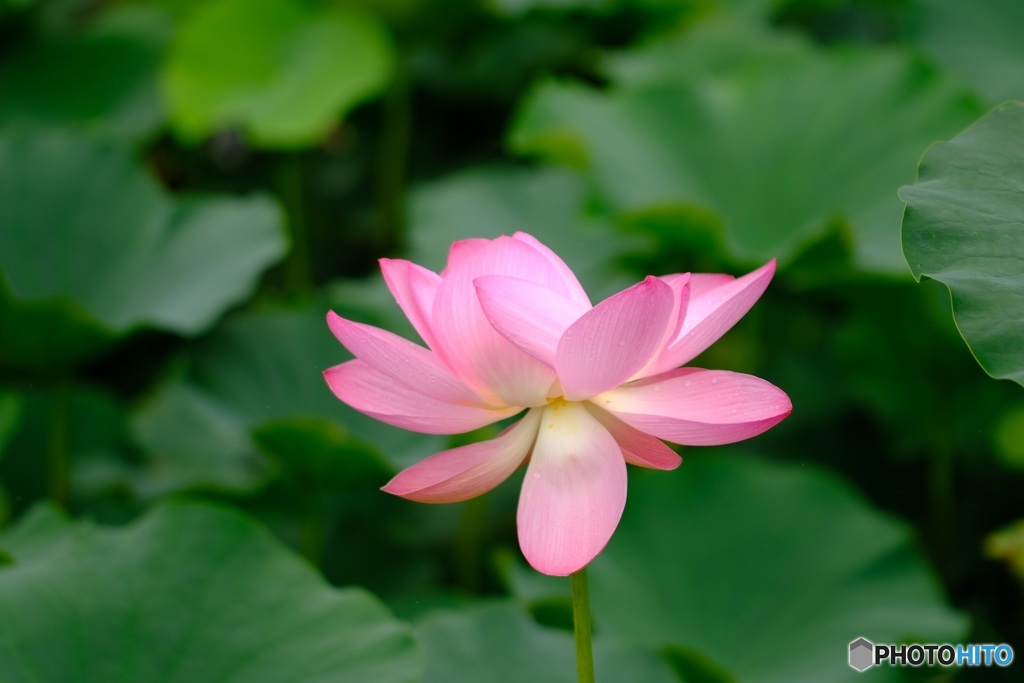 蓮の花