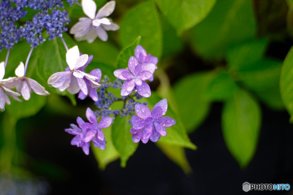 オールドレンズで　紫陽花