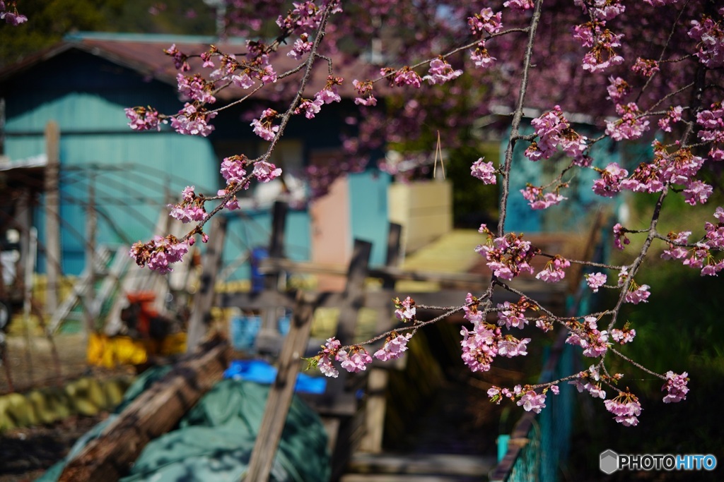 オールドレンズで　美和桜