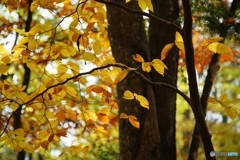 紅葉　4