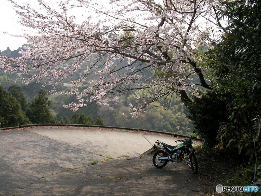 静かに花見