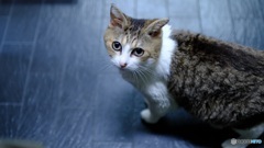 きんちゃん（猫）