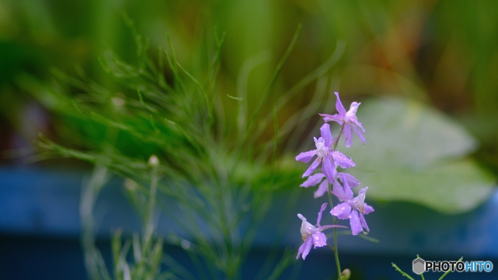 薄紫の可憐な花