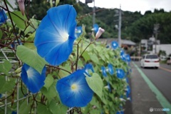 アサガオの咲く道