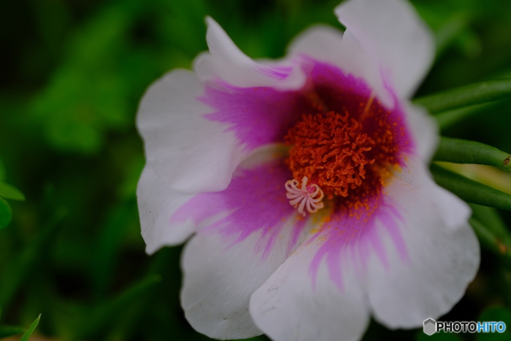 マツバボタン  white/pink