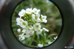 オールドコンデジで　小さな白い花