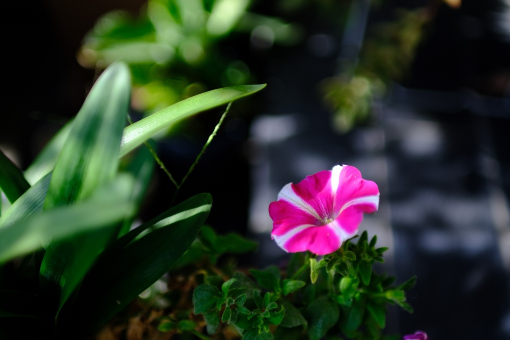 玄関先の花