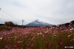 富士裾野のコスモス