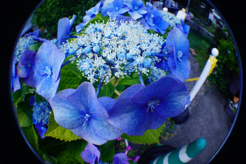 紫陽花　魚眼レンズで