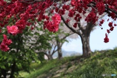 花桃
