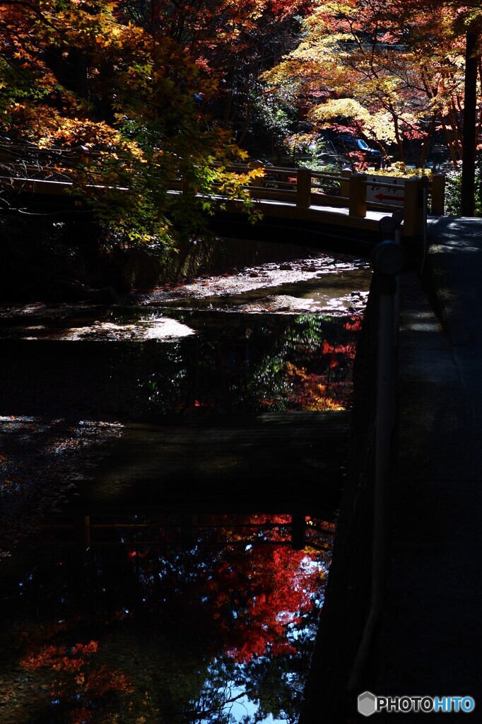 小国神社の紅葉