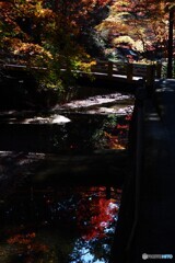 小国神社の紅葉