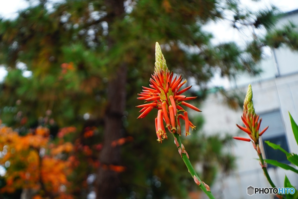 オールドレンズで　アロエの花  2