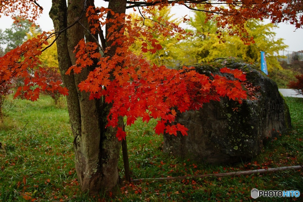 雨の紅葉　3