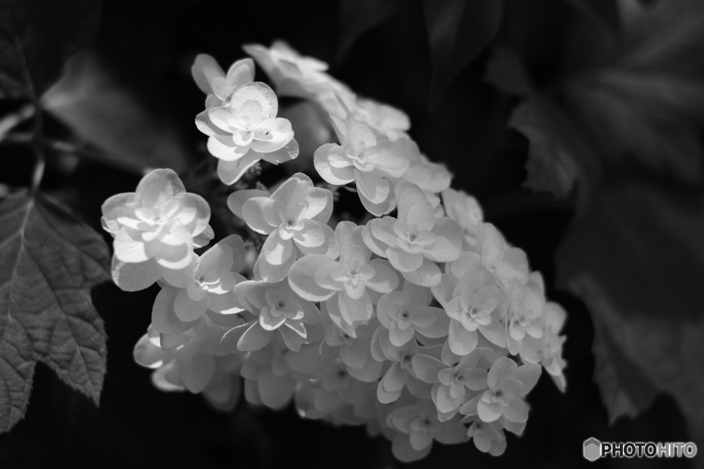 白い紫陽花が綺麗だった