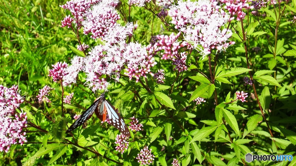 アサギマダラの好きな花
