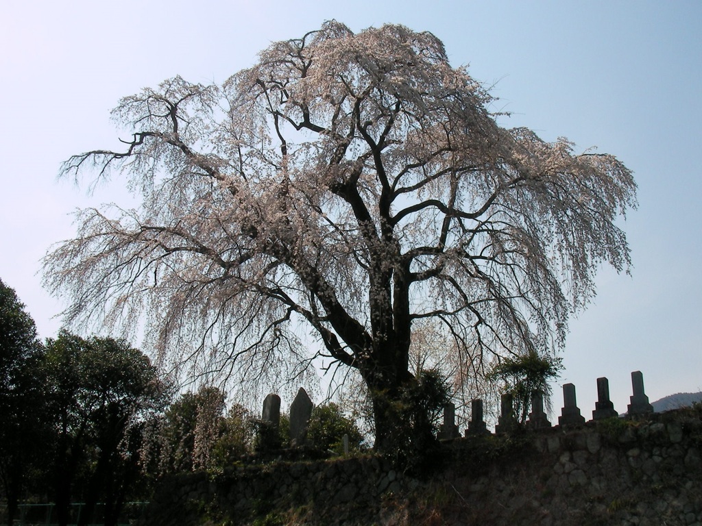 静かに花見  2