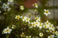 少し古いレンズで　庭に咲く花