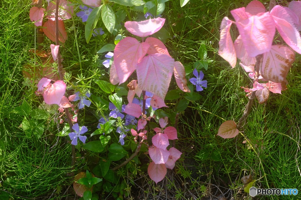 川沿いの花
