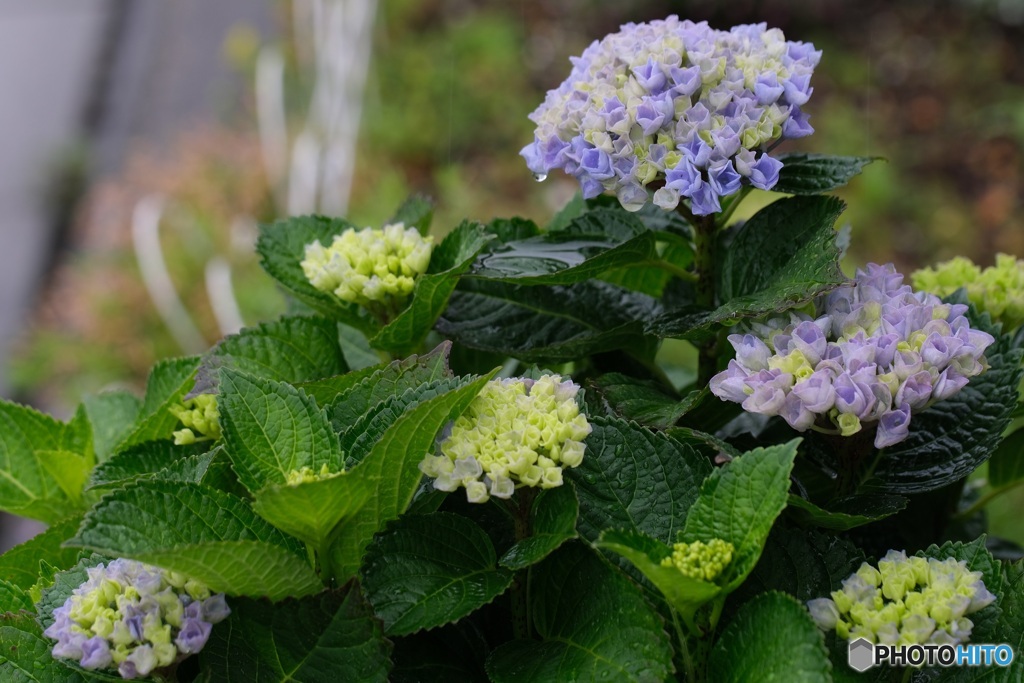 今日の紫陽花　3