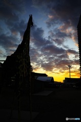 夕陽に　2