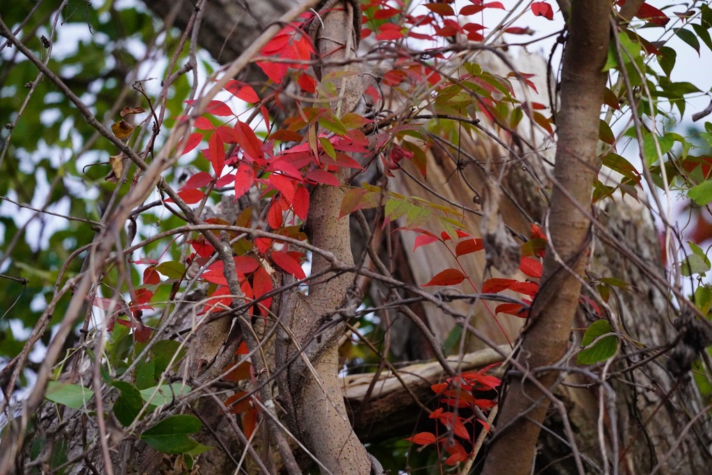 優しい色の紅葉