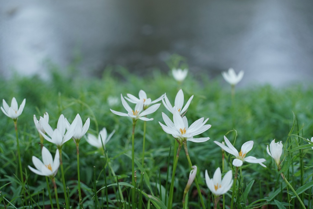 オールドレンズで 夏の終わりの白い花 By Arusan Id 写真共有サイト Photohito