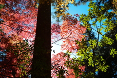 小国神社の紅葉　2