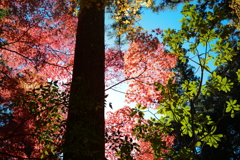 小国神社の紅葉　2