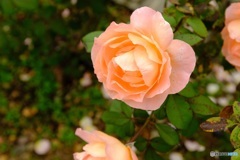 薄いサーモンピンクの薔薇