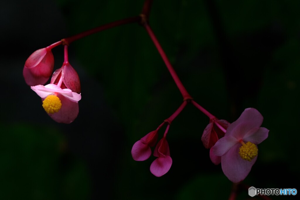 水辺の花