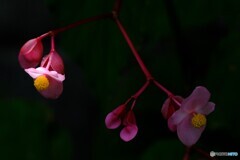 水辺の花