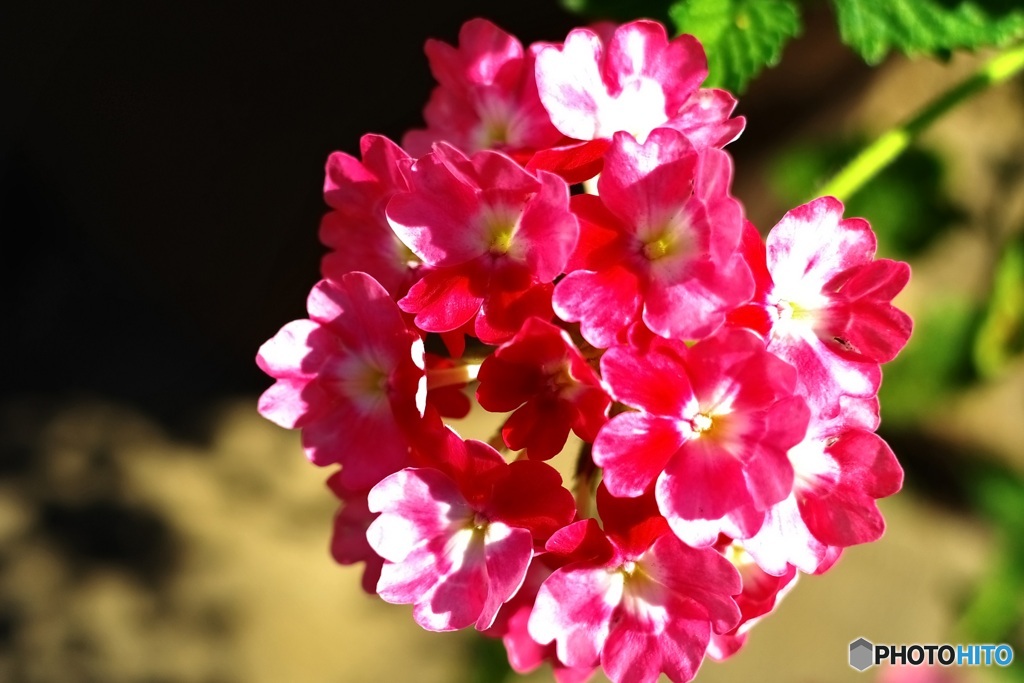 赤白マーブルの花　