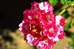 赤白マーブルの花　