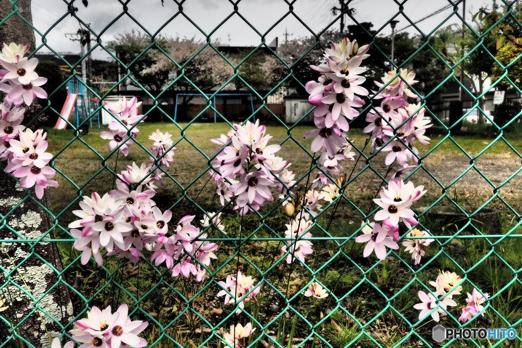 綺麗な花が咲いていた
