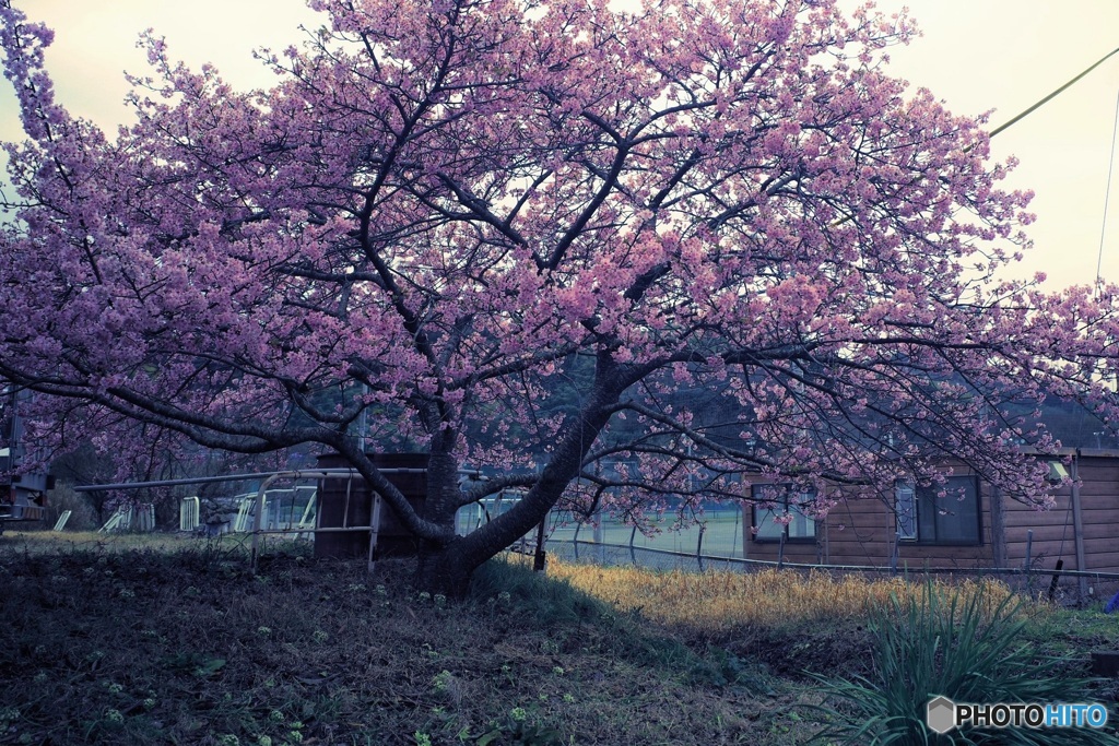 桜　満開