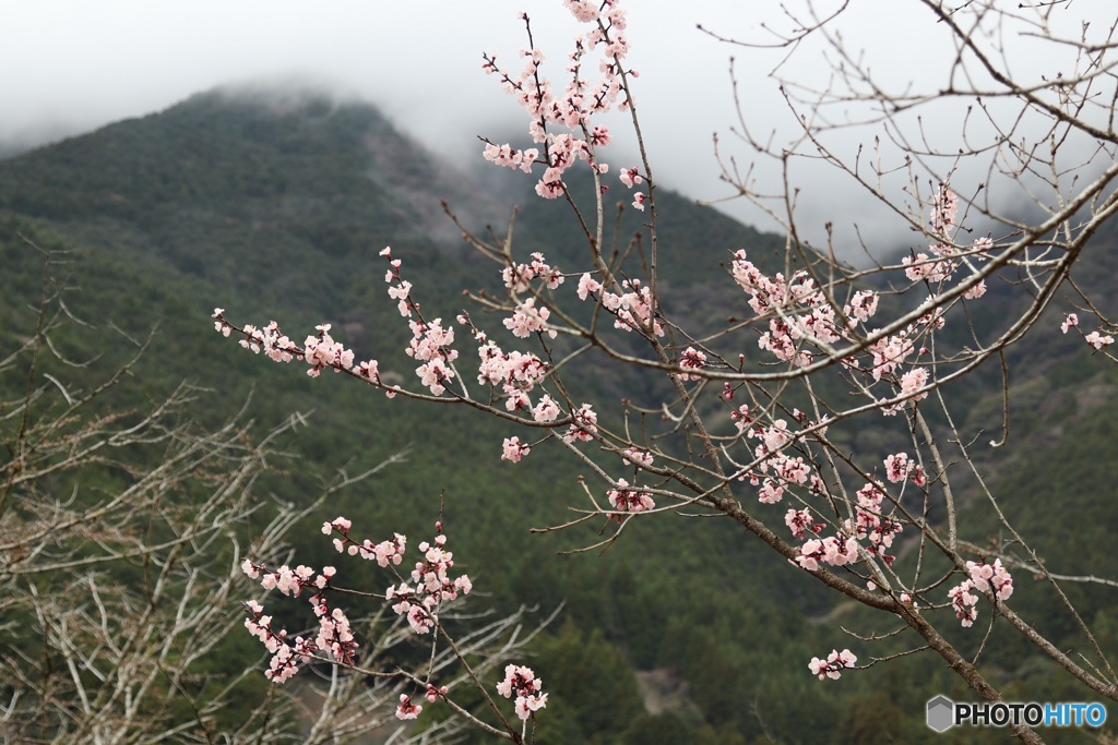 山間に咲く