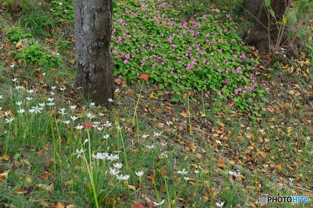 土手に咲く花