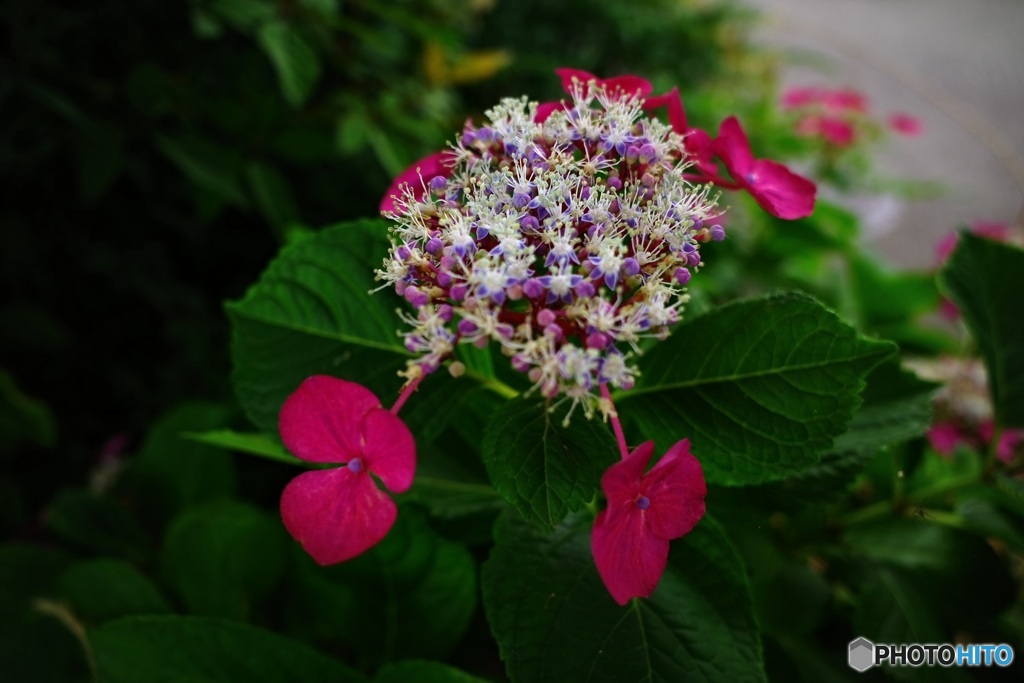 目を引いた紫陽花
