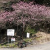 静かに花見  3