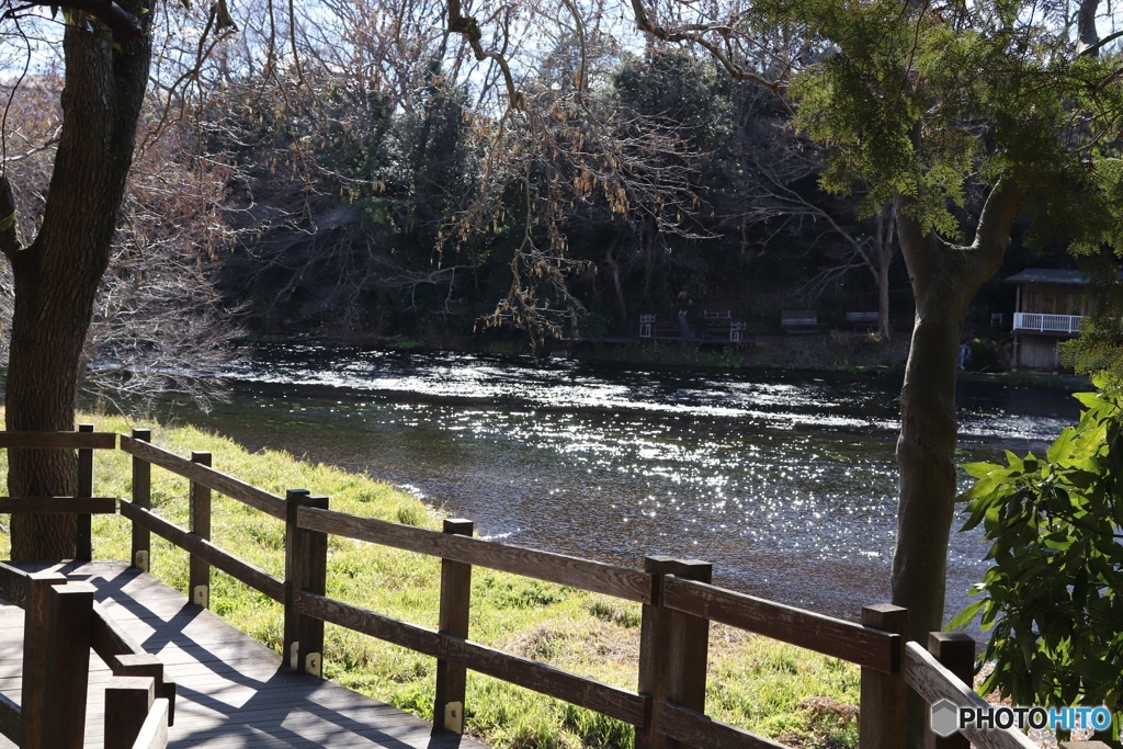 柿田川 1　冬