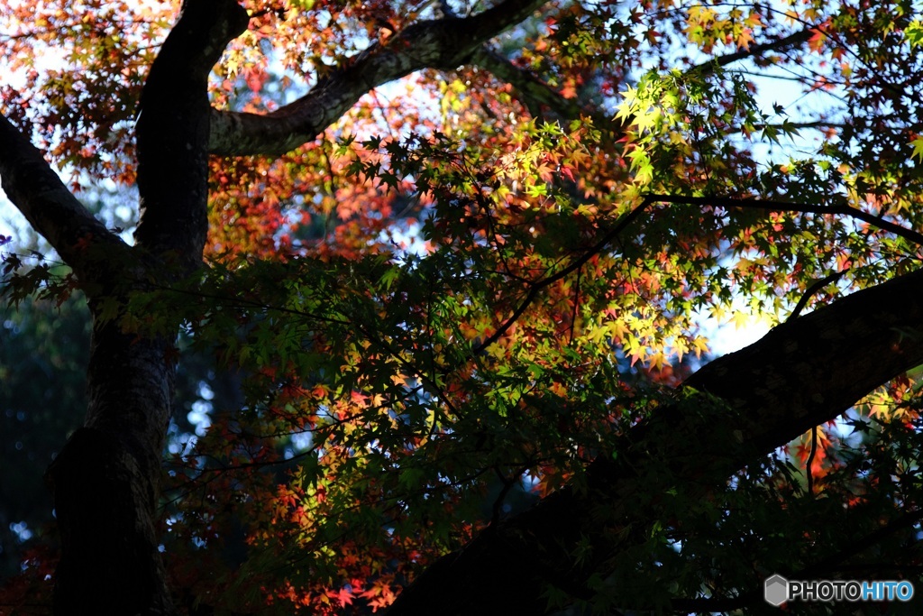 小国神社　4　紅葉