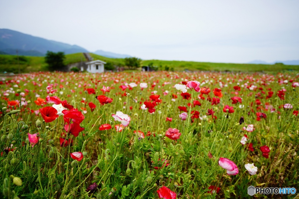 花畑　α7 III で