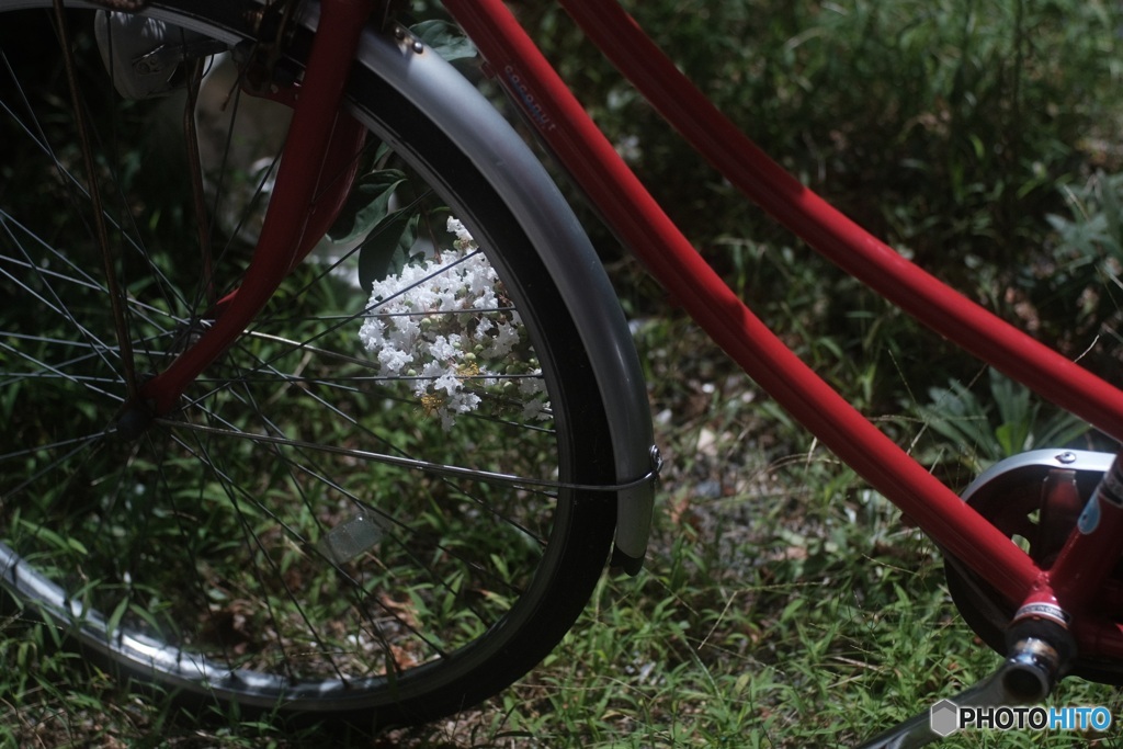 オールドレンズで　白い百日紅と赤い自転車