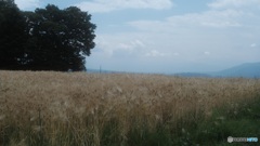 高原の麦畑