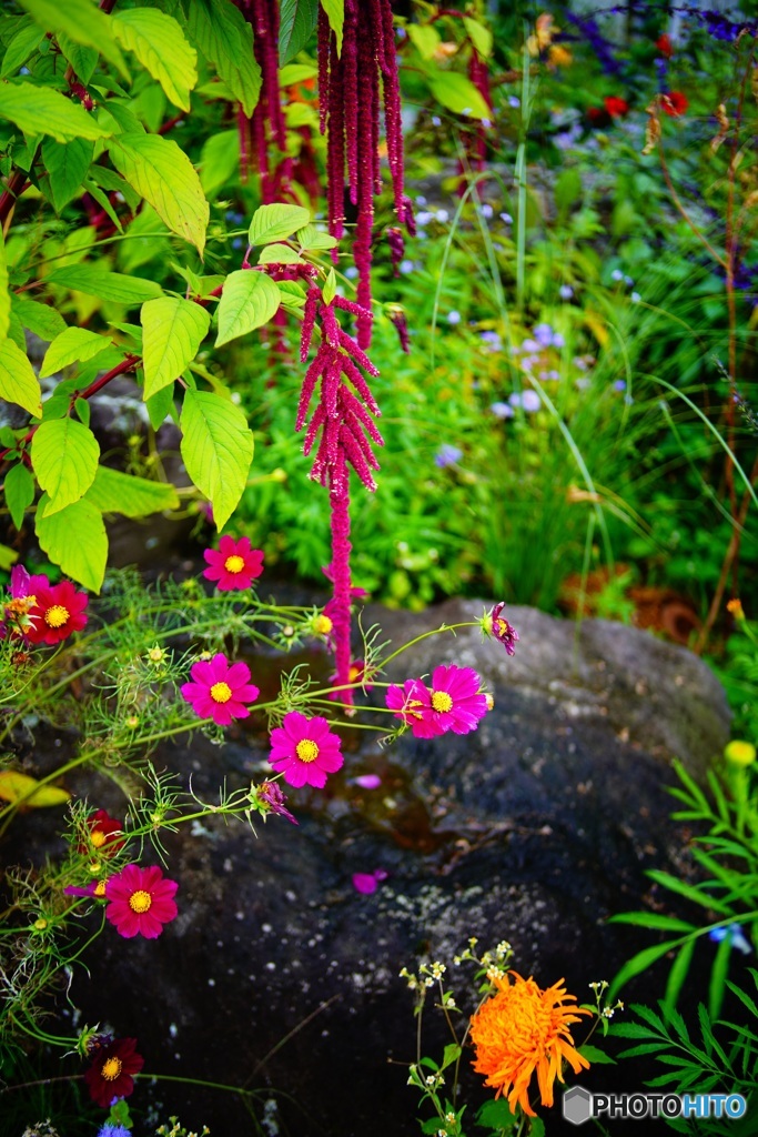 花 11　Lomography