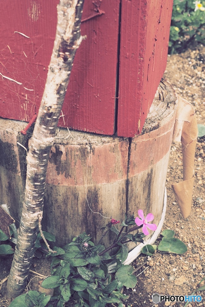 花一輪